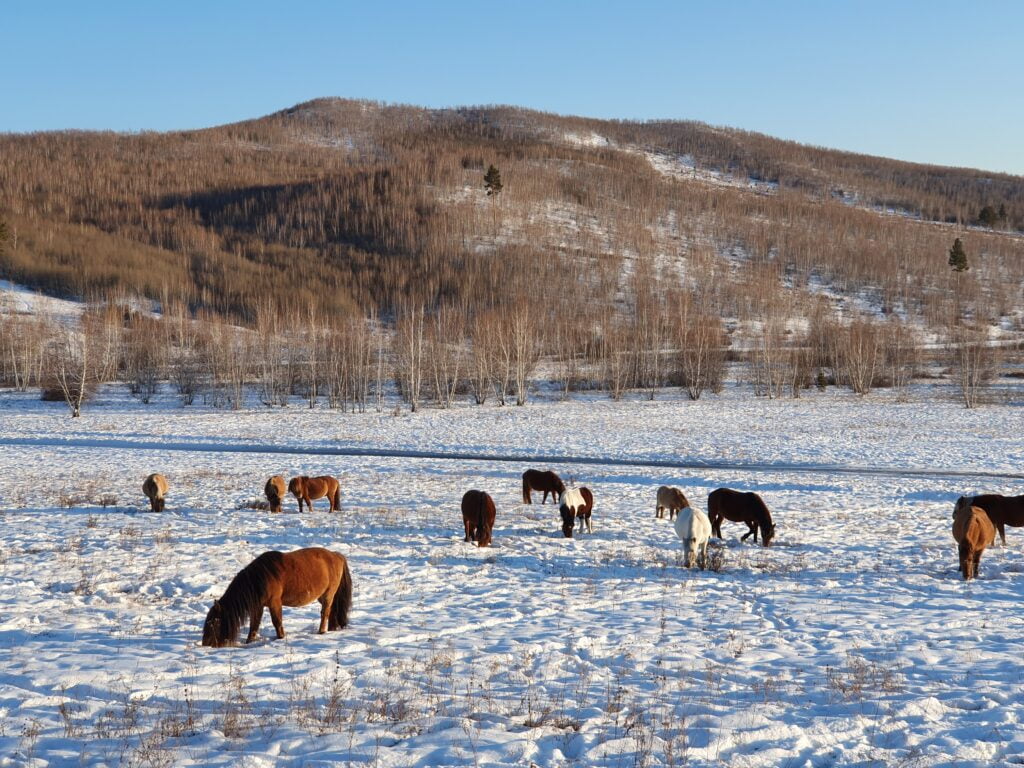 Tsagaan Sar Lunar New Year 25 Winter