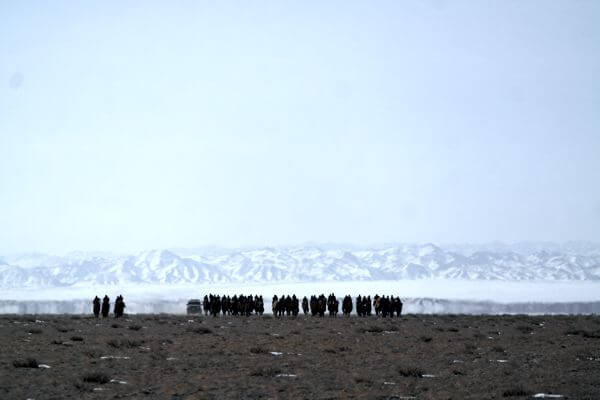 Camel Race