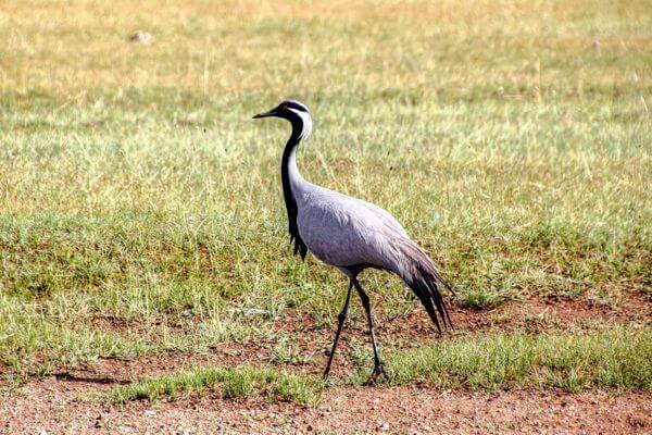 White-naped crane