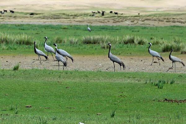 Birds Mongolia