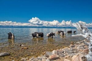 Yaks Mongolia