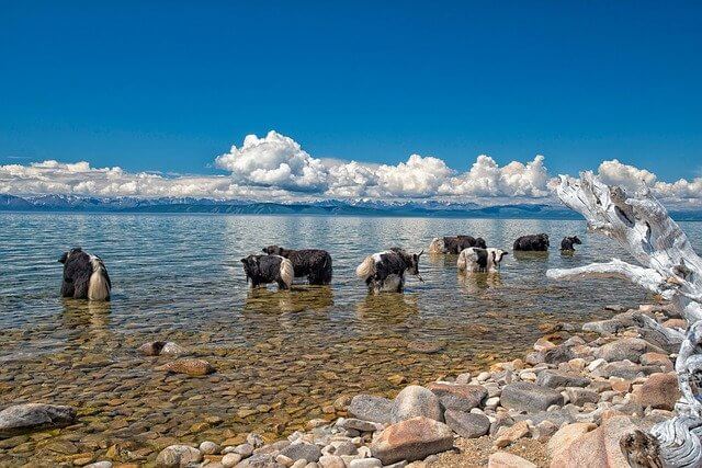 Yaks Mongolia
