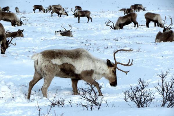 reindeers