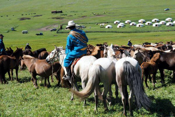 Horse Festival