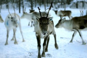 reindeer herd
