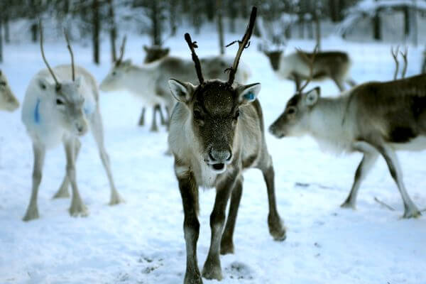 reindeer herd