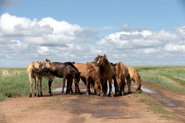 Mongolian Horses