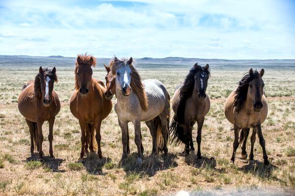 Horses in Steppe