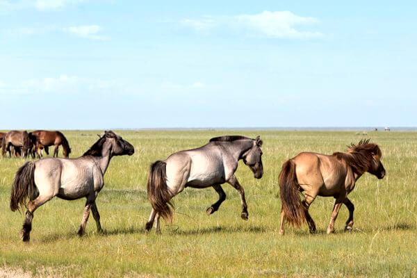 Horses in Grassland