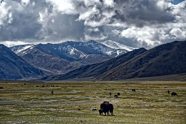 Yak in Mountain