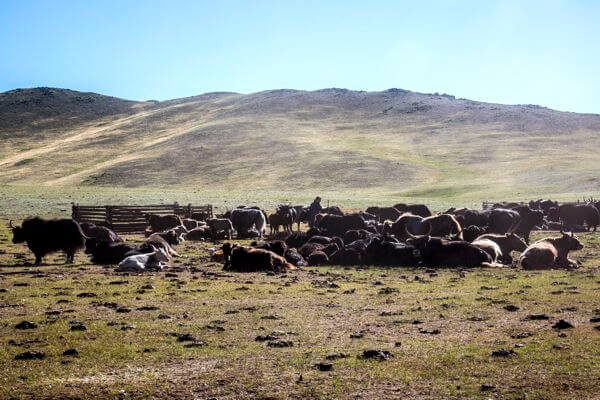 Yaks