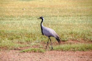 white-naped crane