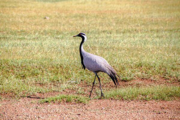 white-naped crane