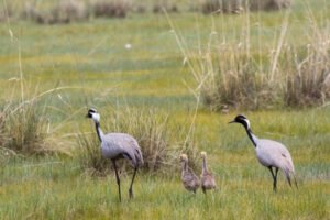 Family of white-naped crane