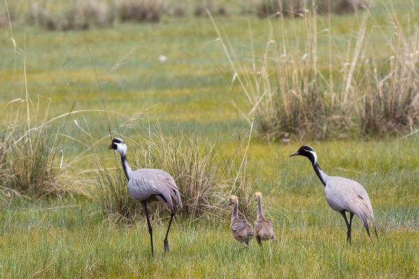 Family of white-naped crane