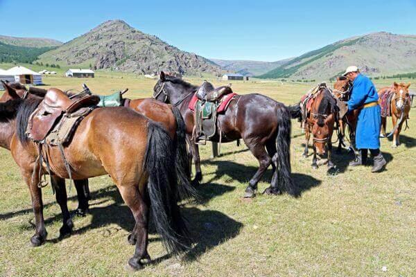 Horses Orkhon Valley