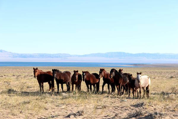 Horses in Mountains