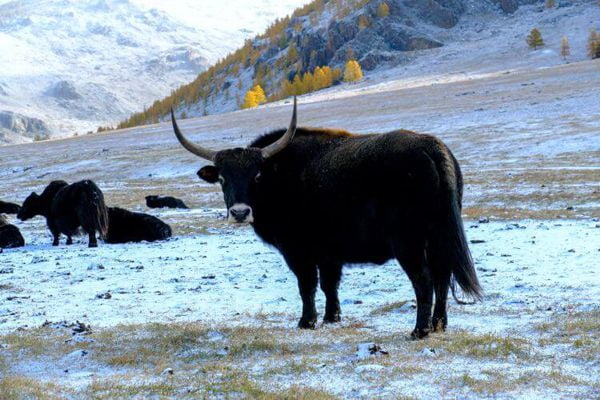 Mongolian Yak