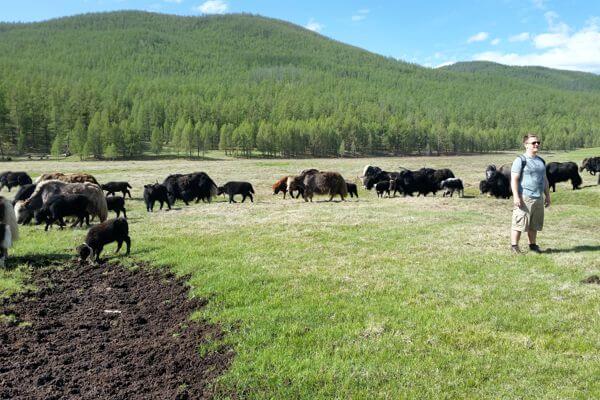 Grazing Yaks
