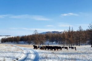 Horses in Snow