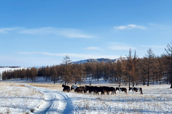 Horses in Snow